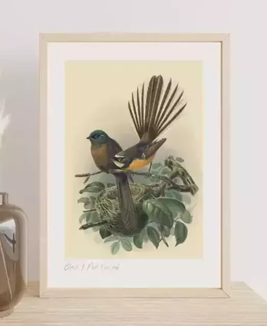 Fantail Bulle'rs Bird Framed Print.